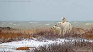 A polar bear family near the Hudson Bay in Churchill, Manitoba, Canada