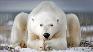 A polar bear near Churchill, Manitoba, Canada