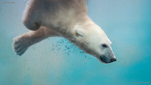 A polar bear plunging