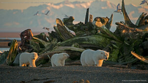 A polar bear sow and her cubs in Alaska's Arctic National Wildlife Refuge