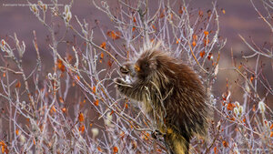 A porcupine hangs on a willow tree branch, Alaska
