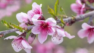 Pink apple blossoms, Avila Beach, California