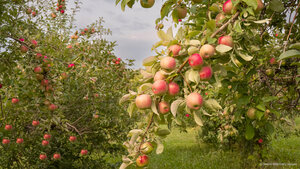 Apples ready for harvest, Minnesota