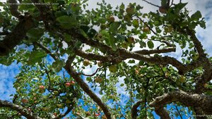 Apple tree on Salt Spring Island in British Columbia, Canada