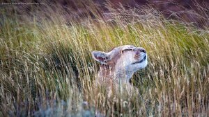 A puma in Torres del Paine National Park, Chile