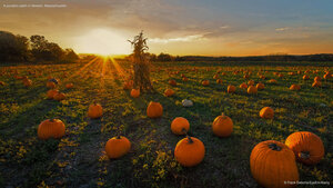 A pumpkin patch in Newton, Massachusetts