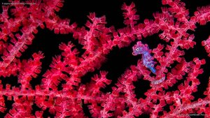 A pygmy seahorse hiding in a sea fan