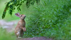 A rabbit in the grass
