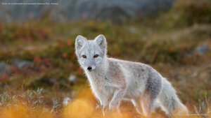 Arctic fox in Dovrefjell-Sunndalsfjella National Park, Norway