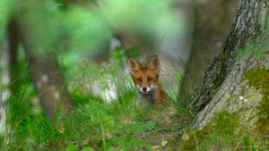 A red fox in the forest of Elfvik near Lidingö, Sweden