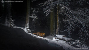 A red fox on the Swiss side of the Jura Mountain range