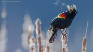 A red-winged blackbird in Minneapolis, Minnesota