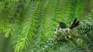 A rufous-tailed hummingbird in Costa Rica