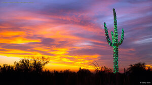A saguaro cactus decorated with lights in Arizona