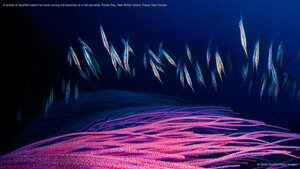 A school of razorfish swims for cover among the branches of a red sea whip, Kimbe Bay, New Britain Island, Papua New Guinea