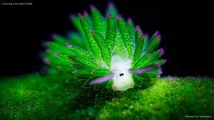 A sea slug in the waters off Bali