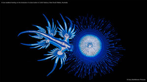 A sea swallow feeding on the tentacles of a blue button in Coffs Harbour, New South Wales, Australia
