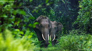 Asian elephants in West Bengal, India