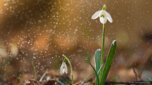 A snowdrop in bloom