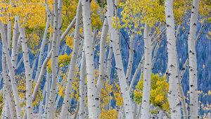 Aspen trees during fall, Fishlake National Forest, Utah