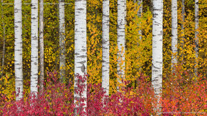 Aspen trees in autumn, Stewart-Cassiar Highway, British Columbia, Canada