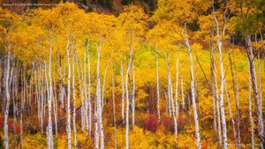 Aspens in the White River National Forest, Colorado