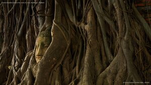 A stone Buddha head in the roots of a tree, Ayutthaya, Thailand