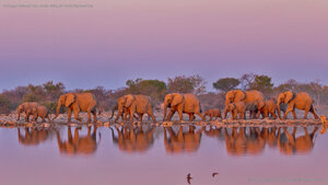 At Kruger National Park, South Africa, for World Elephant Day