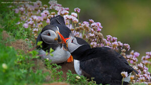 Atlantic puffin pair billing, Shetland Islands, Scotland