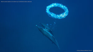 Atlantic spotted dolphins and bubble ring in Little Bahama Bank, Bahamas