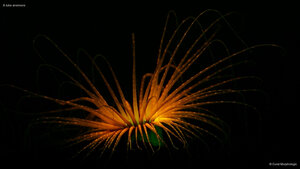 A tube anemone