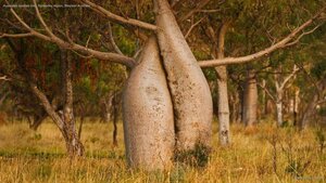 Australian baobab tree, Kimberley region, Western Australia