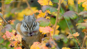 Least chipmunk, Kootenai National Forest, Montana