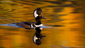 Male hooded merganser, Oregon
