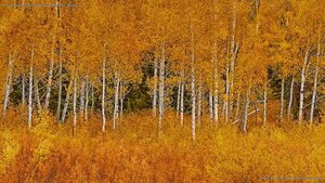 Autumn aspens in Grand Teton National Park, Wyoming