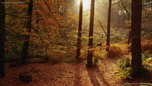 Autumn colors in Cheshire, England