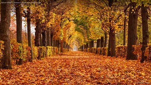 Autumn foliage in Schönbrunn Palace Park, Vienna, Austria