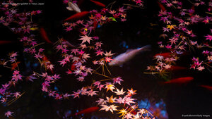 Autumn leaves and goldfish in Tokyo, Japan