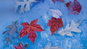Autumn leaves frozen in ice, Price Lake, Julian Price Memorial Park, Blue Ridge Parkway, North Carolina