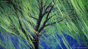 A weeping willow tree