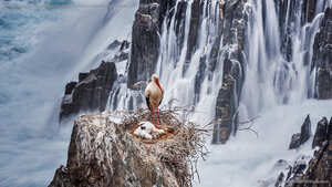 A white stork and chicks nesting in Southwest Alentejo and Vicentine Coast Natural Park, Portugal