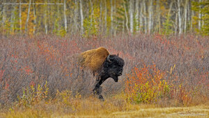 A wood bison near Behchoko, in the Northwest Territories, Canada