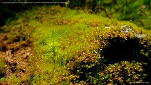 A young coast redwood sprouting out of an old log in Prairie Creek Redwoods State Park, California