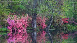 Azaleas in bloom at Magnolia Plantation and Gardens, Charleston, South Carolina