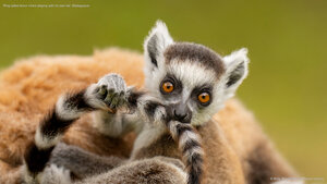 Ring-tailed lemur infant playing with its own tail, Madagascar