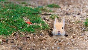 Baby feral domestic rabbit, Ōkunoshima Island (aka Rabbit Island), Hiroshima, Japan