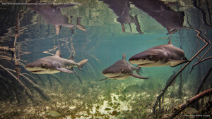 Baby lemon sharks swimming among mangroves near Alice Town, Bimini, Bahamas