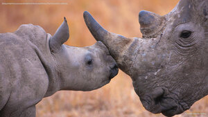 Baby white rhinoceros and mother in Hluhluwe–iMfolozi Park, South Africa
