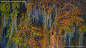 Bald cypress and Spanish moss in the Atchafalaya Basin, Louisiana