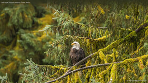Bald eagle, Tongass National Forest, Alaska